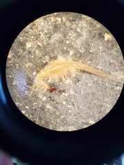 Streptocephalus texanus