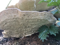 Trametes gibbosa