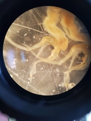 Streptocephalus texanus