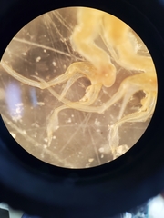 Streptocephalus texanus