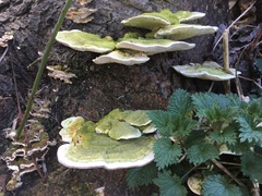 Trametes gibbosa