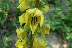 Verbascum spectabile