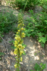 Verbascum spectabile