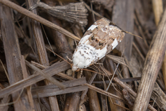Acontia trychaenoides