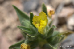 Mohavea breviflora