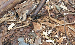 Labidus