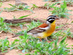 Emberiza flaviventris flaviventris
