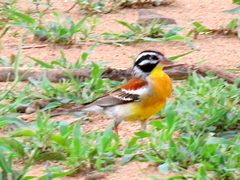Emberiza flaviventris flaviventris