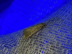 Pseudobissetia terrestrellus