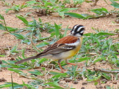 Emberiza flaviventris flaviventris