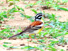 Emberiza flaviventris flaviventris