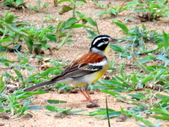 Emberiza flaviventris flaviventris