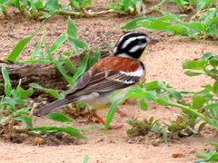 Emberiza flaviventris flaviventris