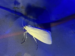Schoenobiinae
