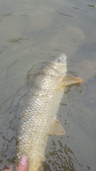 Moxostoma macrolepidotum