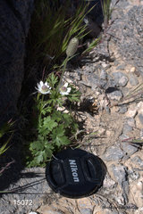 Anemone tuberosa