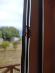 Dichroplus vittigerum