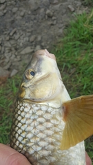 Moxostoma macrolepidotum