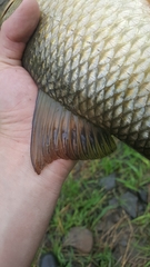 Moxostoma macrolepidotum