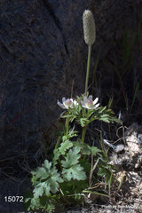 Anemone tuberosa
