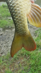 Moxostoma macrolepidotum