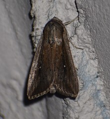 Leucania subpunctata