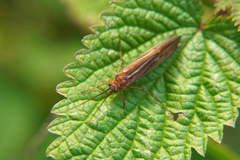 Anabolia