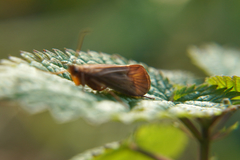Anabolia