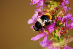 Eristalis oestracea