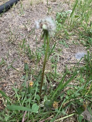 Taraxacum