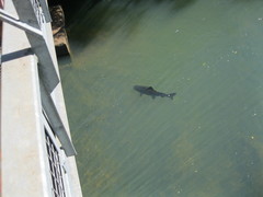 Steindachneridion melanodermatum