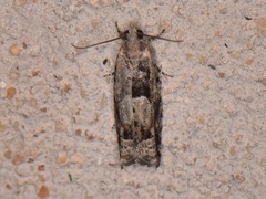 Pseudexentera hodsoni