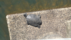 Phrynops williamsi