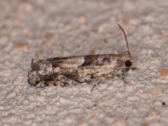 Pseudexentera hodsoni