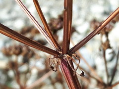 Lithosciadium multicaule