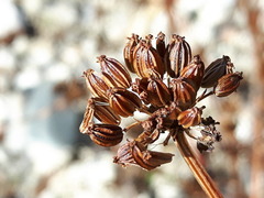 Lithosciadium multicaule