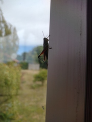 Dichroplus vittigerum