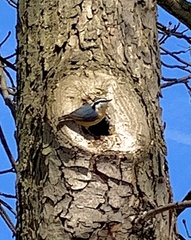 Sitta canadensis