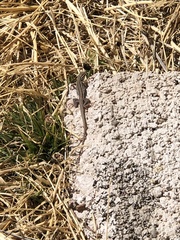 Aspidoscelis exsanguis