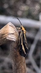 Nerophilus californicus