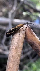 Nerophilus californicus