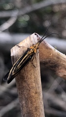 Nerophilus californicus