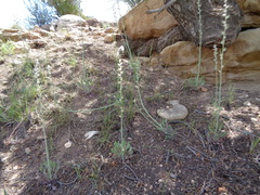 Caulanthus crassicaulis