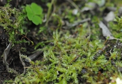 Rhynchostegium raphidorrhynchum