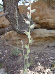 Caulanthus crassicaulis