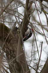 Dendrocoptes medius