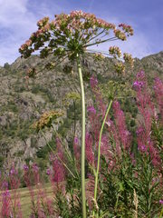 Laserpitium latifolium