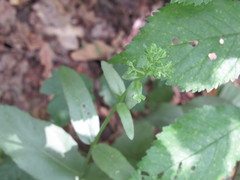 Hylotelephium maximum maximum