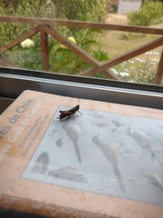 Dichroplus vittigerum