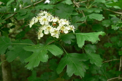 Crataegus pentagyna